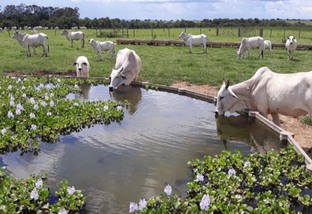 As plantas aquáticas ajudam a manter o bebedouro do gado limpo?