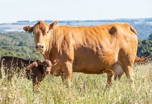 Vaca leiteira: como evitar perda de lactação na troca de piquetes?