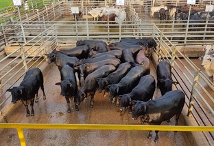 Boi castrado: especialista dá a fórmula para engorda de boi de carne premium