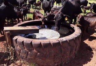 água para bovinos