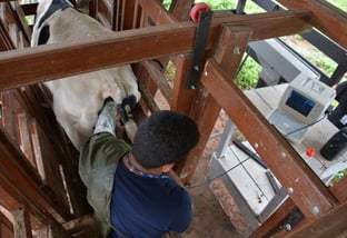 Técnico pecuário durante procedimento de IATF na fazenda. Foto: Divulgação
