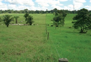 Rotação de pastagem para gado de corte. Foto: Divulgação