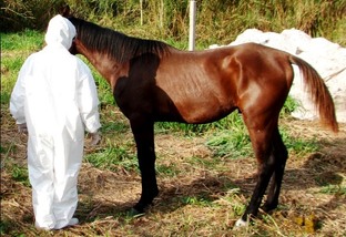 Entenda a situação do mormo no Brasil e como prevenir a doença nos cavalos