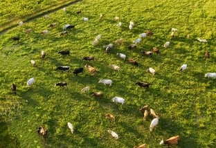 Aerial view at the cows. Farmland landscape from air. Composition with domestic animals. Photo from drone. Animal - image
