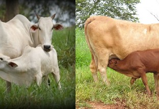 Zebuína ou taurina: qual vaca vai produzir o melhor bezerro na Serra Catarinense?