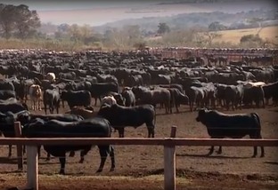 Posso cruzar minhas vacas aneloradas com boi meio-sangue?