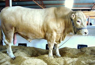 Devo usar Nelore ou Purunã em vacas puxadas pro Canchim, Tabapuã e Brahman?