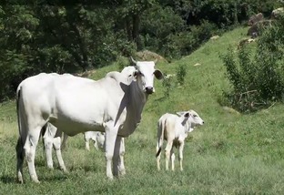 Suplementar vaca com ácidos graxos essenciais pode aumentar prenhez em até 12%