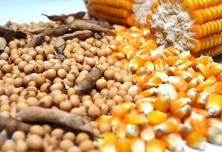 Com preços dos grãos em alta, EUA podem bater recorde de área plantada