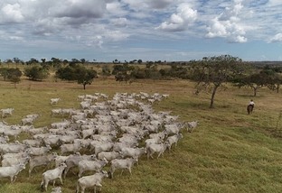 Em MT, fazendas do Araguaia reforçam garantia de origem da carne bovina