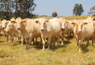 Vai dar certo cruzar vacas Canchim com touro Senepol? Qual o resultado?