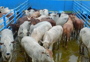 Boi verde em MS: animais castrados terminados a pasto passam das 19@