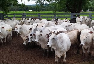 Lote de vacas de descarte. Foto: Divulgação