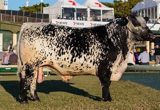 “O gado que deu sorte”: nova raça Speckle Park deve chegar ao Brasil em março