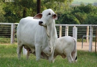 Qual é o melhor touro para cruzar com minhas vacas Tabapuã?