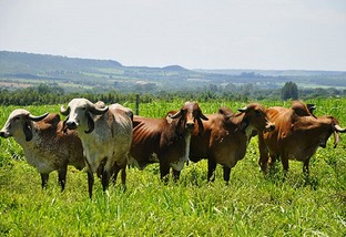 Vacas Gir leiteiro a pasto. Foto: Divulgação