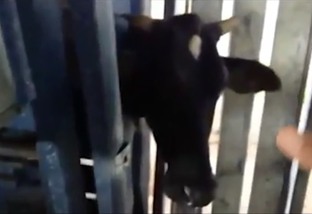Não tem perigo de se machucar: vaqueiro demonstra importância de ter brete na fazenda