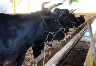 É mito ou verdade que gado Wagyu recebe massagem para melhorar a carne?