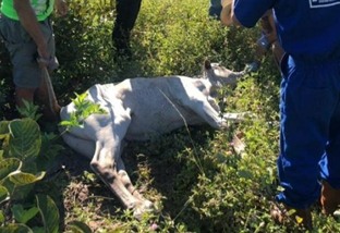 Morte súbita de gado no Pantanal pode ter sido causada por plantas tóxicas ou botulismo