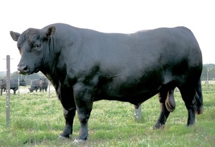 Quais são as opções de touros para IATF em matrizes Nelore no Nordeste?