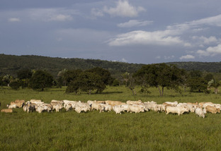 Bovinos a pasto da região do Araguaia em Mato Grosso. Foto: Divulgação