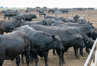 Nova linhagem de touros produz bezerros de corte em cruza com vacas leiteiras