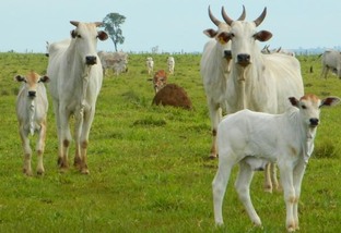 Vacas Nelore no município de Campina Grande (PB). Foto: Divulgação