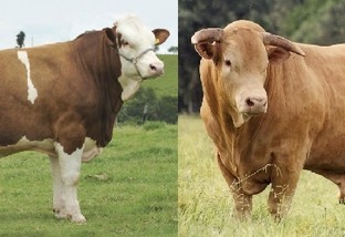 Devo escolher Caracu ou Simental para cruzar com vacas Nelore e vender bezerros?