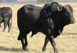 Cruzei vacas Brahman com Angus. Posso usar um dos machos como touro?