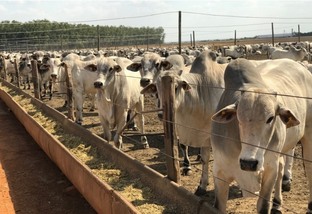 Vai dar dinheiro confinar gado no primeiro giro de 2021?