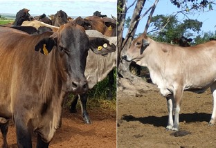 Braford, Brahman ou Caracu: qual escolher para cobrir vacas F1 Brangus e Senepol?