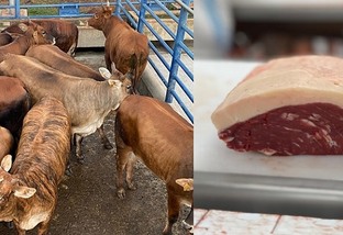 Novilhas Akaushi de quase 18@ surpreendem pela qualidade de carne em MT