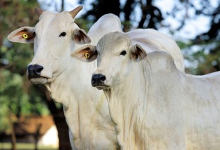 Além do bônus, rastreabilidade bovina pode turbinar a gestão da fazenda