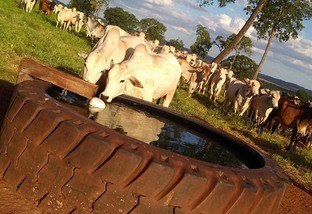 Tire suas dúvidas sobre limpeza do bebedouro de água para bovinos
