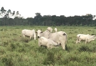 Ração ou proteinado: qual opção para turbinar a engorda de vacas de descarte?