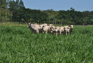 Pasto limpo de invasoras dobra a lotação de gado da fazenda