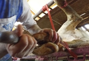 Pecuaristas "limam" problemas de casco em bovinos no Acre com casqueamento