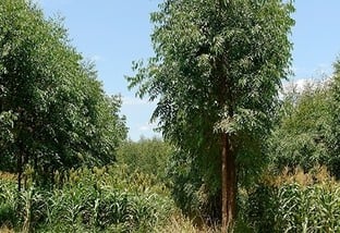 benefícios da ilpf integração milho capim e eucalipto