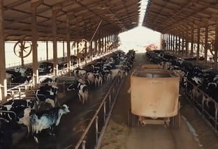 Vaca holandesa: é possível produzir leite com animais 100% confinados?
