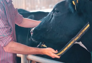 colar de monitoramento de vacas leiteiras