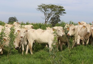 Lote de bovinos em área de pastagens consorciadas de gramíneas e leguminosas guandu. Foto: Divulgação/Embrapa Pecuária Sudeste
