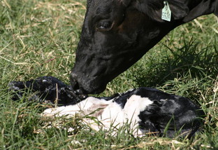 dúvida sobre retenção de placenta em vacas