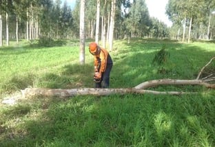 desbaste árvore direito agrário licenciamento ambiental