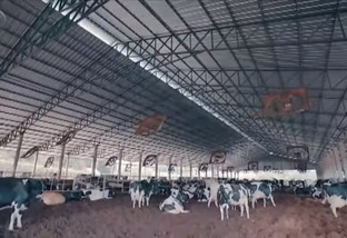 Vaca holandesa: saiba as dimensões ideais para um compost barn