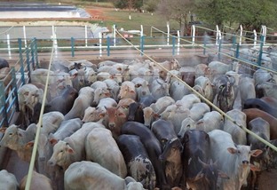 pecuária de mato grosso vacas de descarte de 17@ colíder