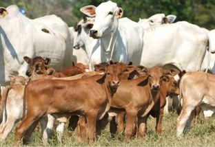 como lucrar com pecuária de cria em diferentes faixas de produtividade bioma condições