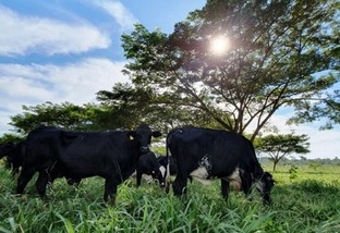 livro avanços da pecuária na amazônia embrapa universidade federal de rondônia