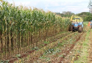 1 hectare de milho produz quantas toneladas de silagem