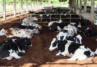 confinamento de gado de leite em pequenas propriedades