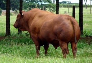 Especialista explica as prováveis causas de um touro ser expulso do lote de fêmeas